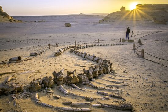 El fayoum oasis tour El fayoum oasis tour