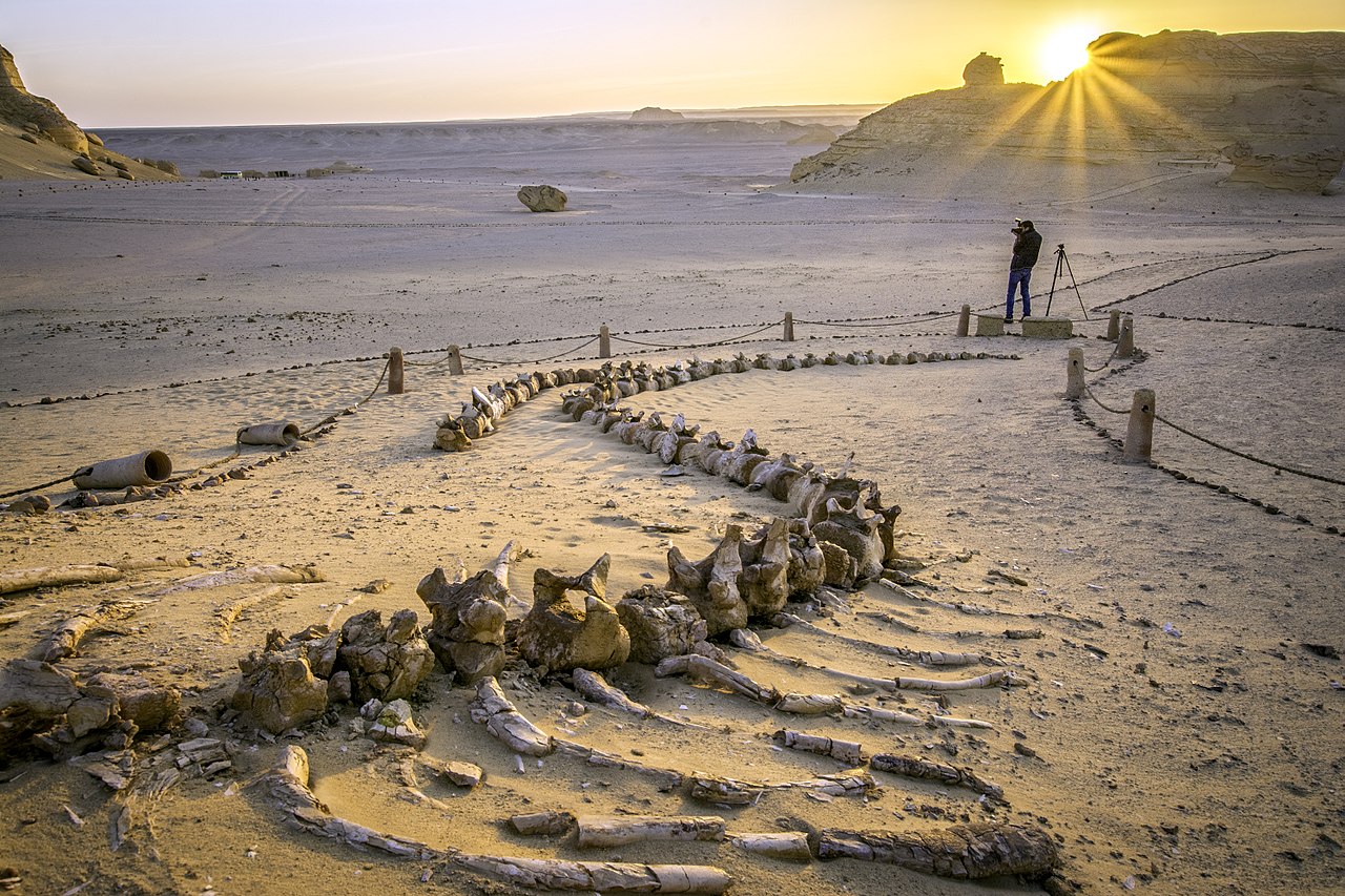 El fayoum oasis tour