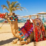 Camel Safari in Sharm El Sheikh