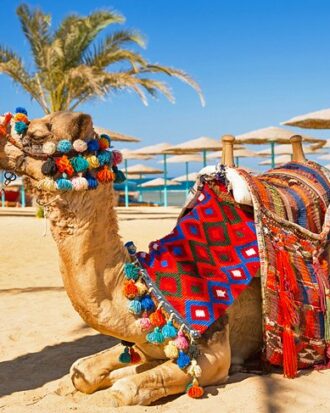 Camel Safari in Sharm El Sheikh