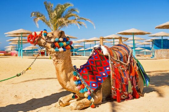 Camel Safari in Sharm El Sheikh